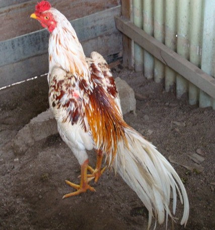 Phương pháp tập thể dục cho gà chọi hiệu quả nhất