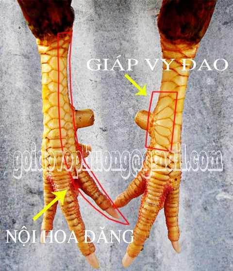 vay-giap-vi-dao-noi-hoa-dang