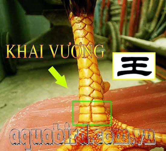 vay-khai-vuong