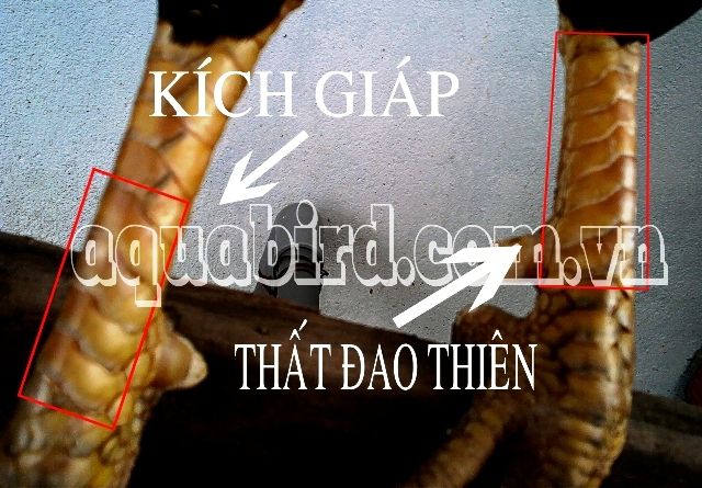 vay_kich_giap-that-dao-thien