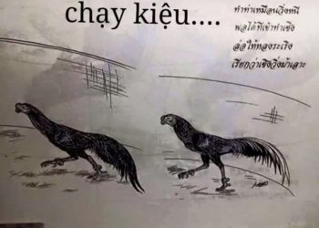gà chạy kiệu