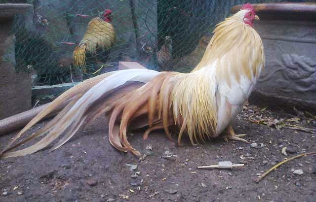 Kinh nghiệm chơi đá gà tre