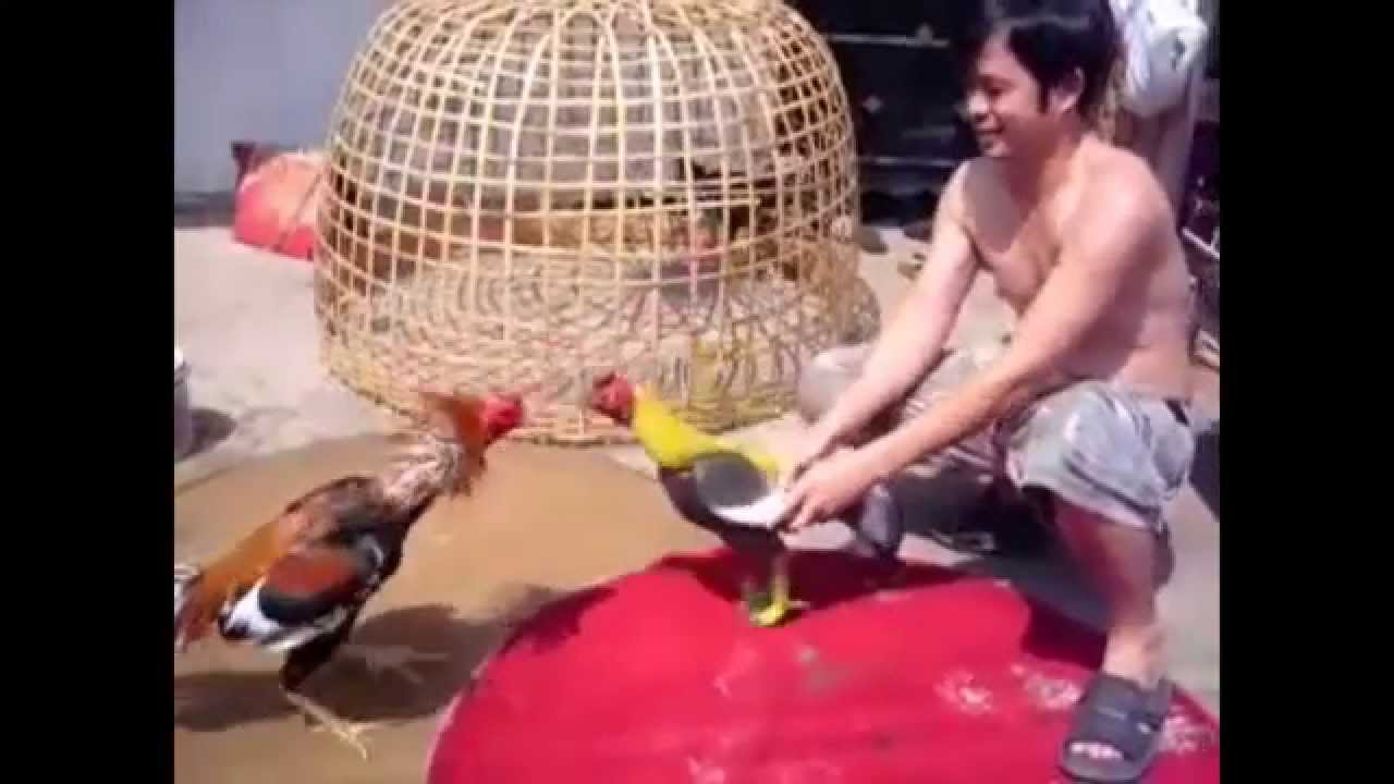 Phương pháp luyện thể lực với gà giả hiệu quả cho gà đá nhất