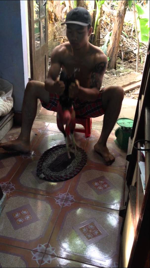 Phương pháp tập thể dục cho gà chọi hiệu quả nhất