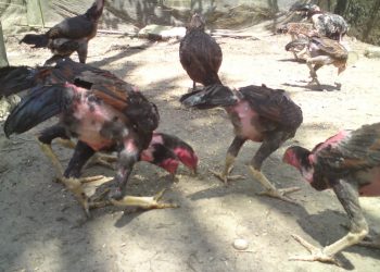 gà ăn không tiêu