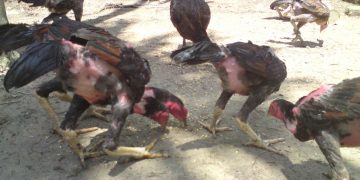 gà ăn không tiêu