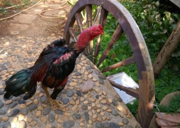 Chữa gà chọi chân yếu