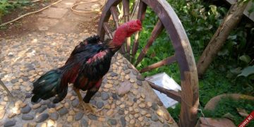 Chữa gà chọi chân yếu