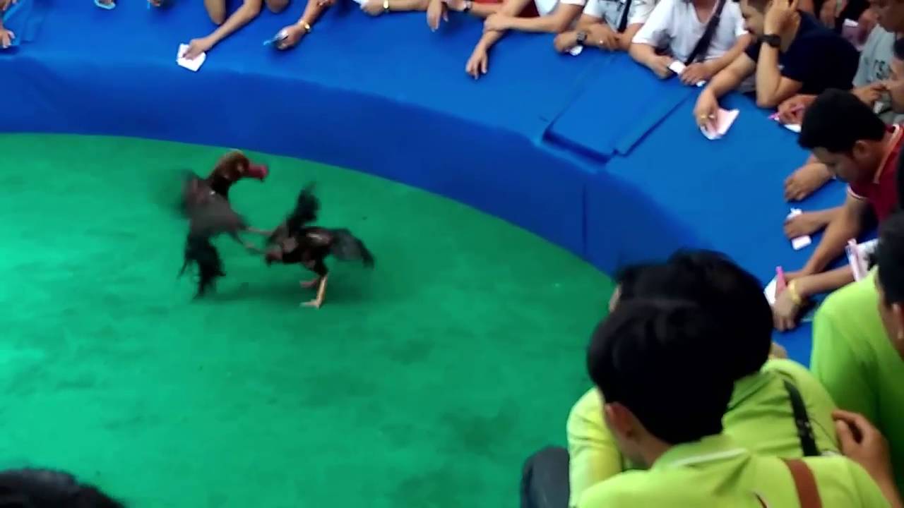 Đá gà tại đấu trường thái lan 2016 mới nhất