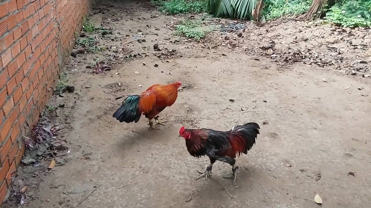 Vần gà theo phong cách đồng quê