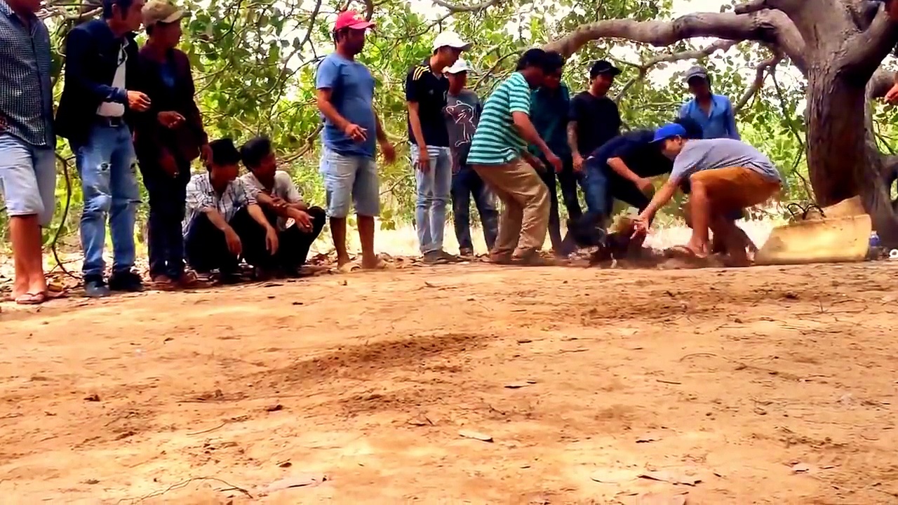 Cuộc đấu võ giữa hai hảo kê gây sốc