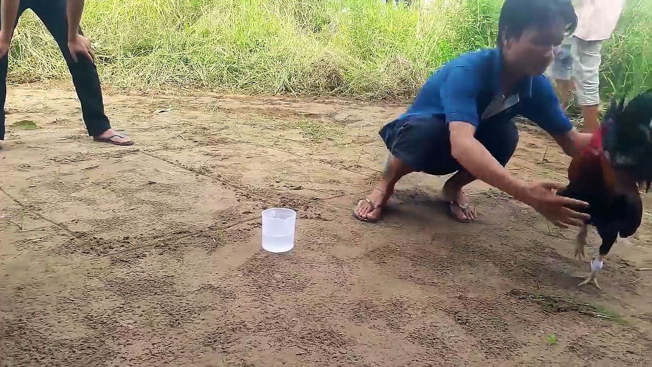 Những pha giao tranh giữa hai chiến kê đẳng cấp