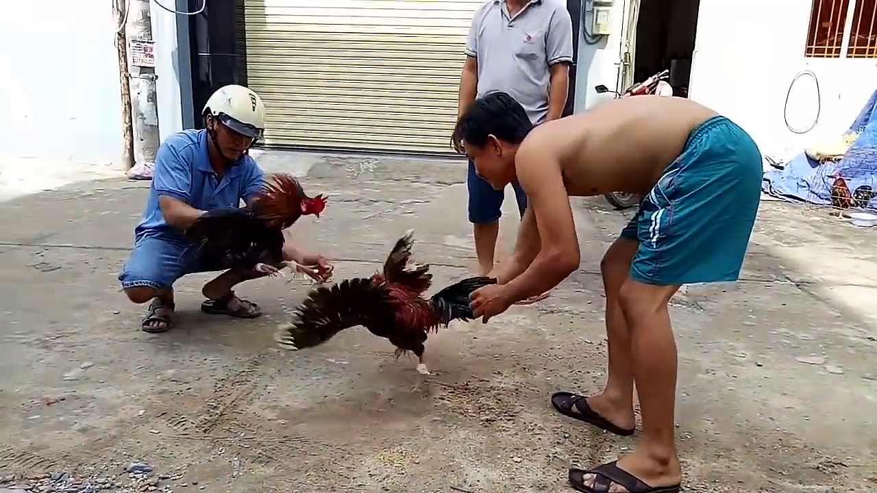 Đá gà nòi cựa dao đường phố