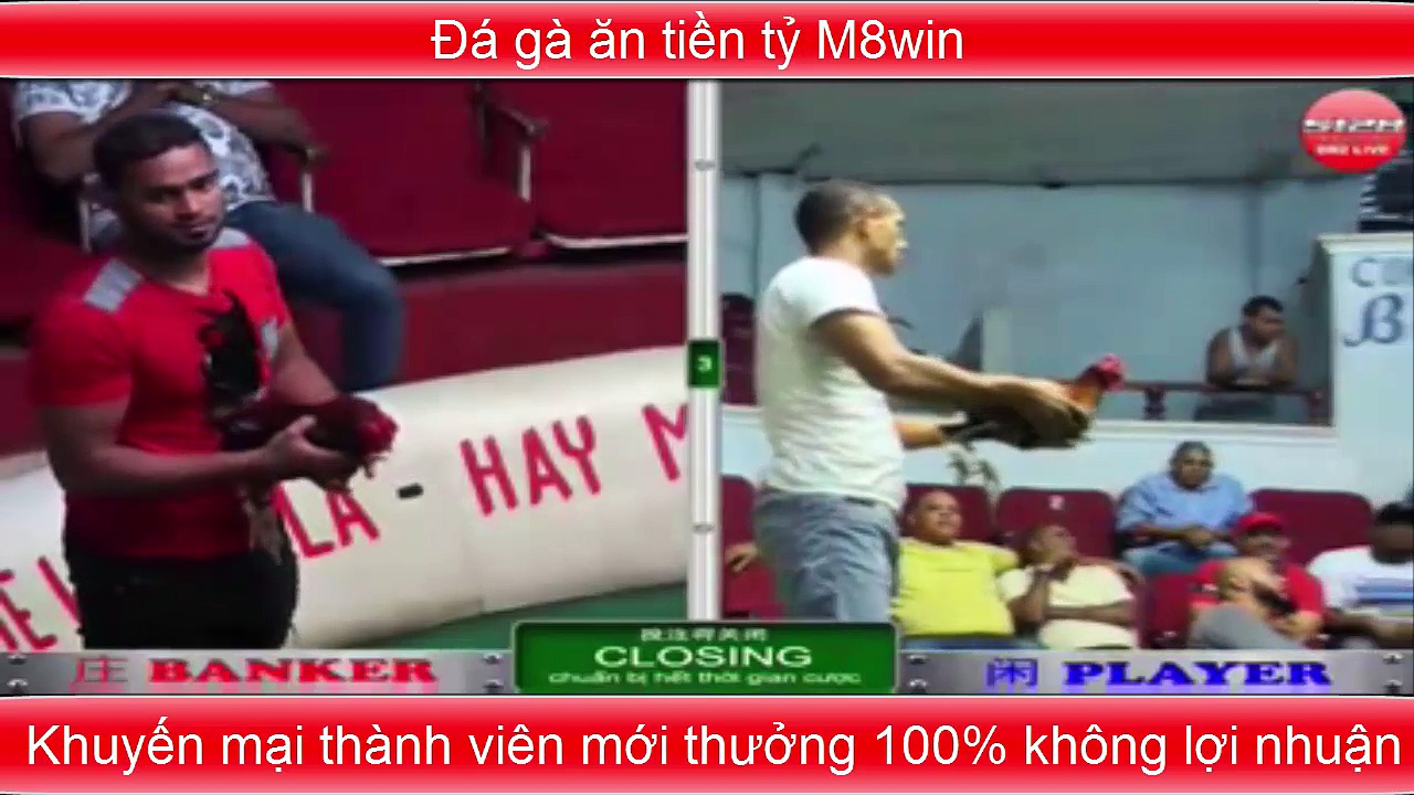 Video đá gà đấu trường Sabong mới nhất hôm nay
