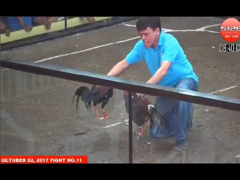Đá gà cựa dao ngày 03/10/2017 -phần 2