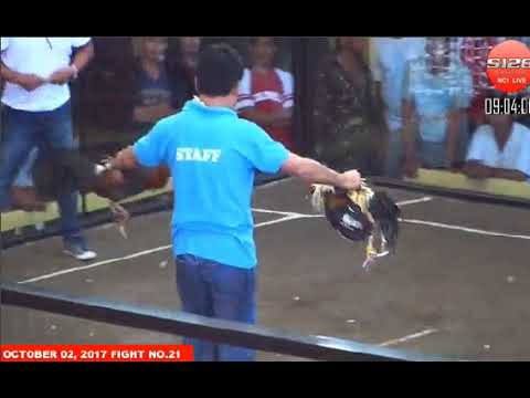 Đá gà cựa dao ngày 03/10/2017 -phần 1