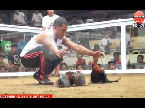 Đá gà cựa dao ngày 13/10/2017- Phần 1