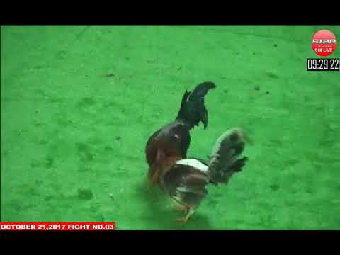 Đá gà cựa dao ngày 23/10/2017- Phần 2