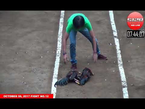 Đá gà cựa dao ngày 9/10/2017- Phần 1