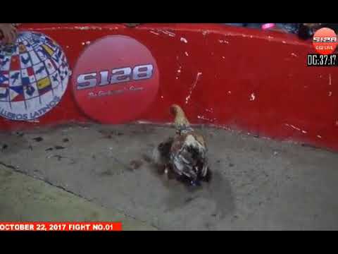 Đá gà cựa dao ngày 24/10/2017- Phần 1