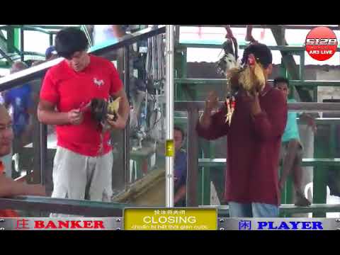 Đá gà nòi ngày 12/10/2017- Phần 3