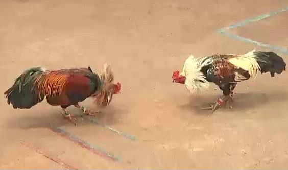 Đá gà campuchia ngày 15-03-2018 p3