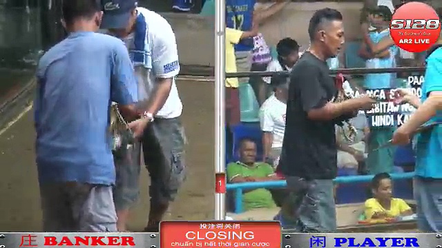 Đá gà cựa dao tuyển chọn 5