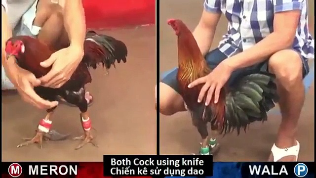 Đá gà cựa dao tuyển chọn phần 6