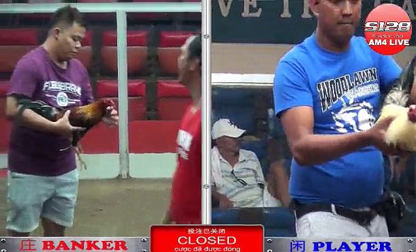 Đá gà cựa dạo tuyển chọn Phần 7