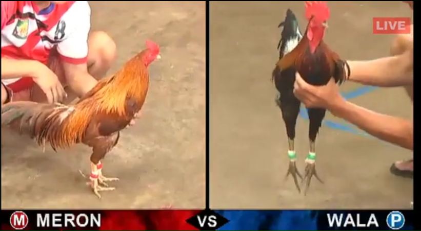 Đá gà campuchia tại trường gà thomo