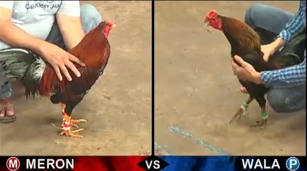 Đá gà Campuchia ngày 15-03-2018 P2