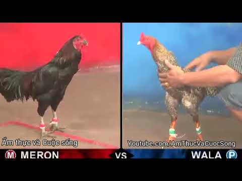 Video đá gà campuchia kinh điển đẫm máu ngày 26/4/2018