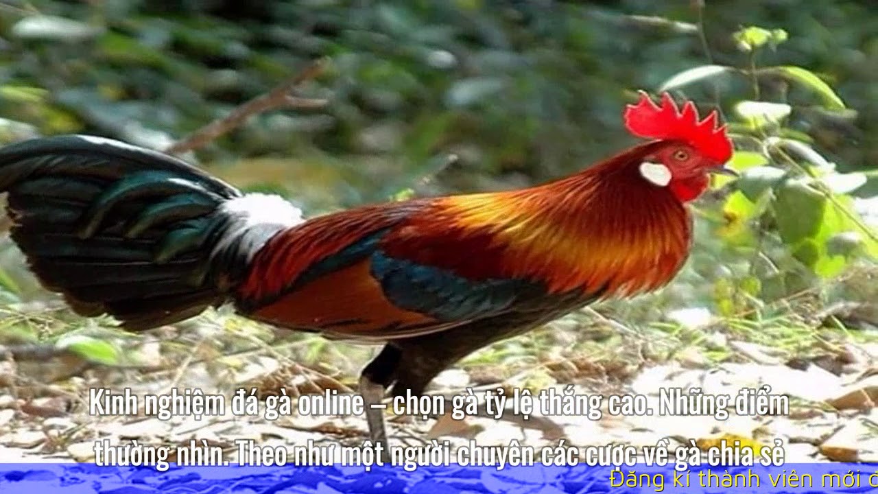 Kỹ thuật nuôi gà luôn chiến thắng mọi trận đấu