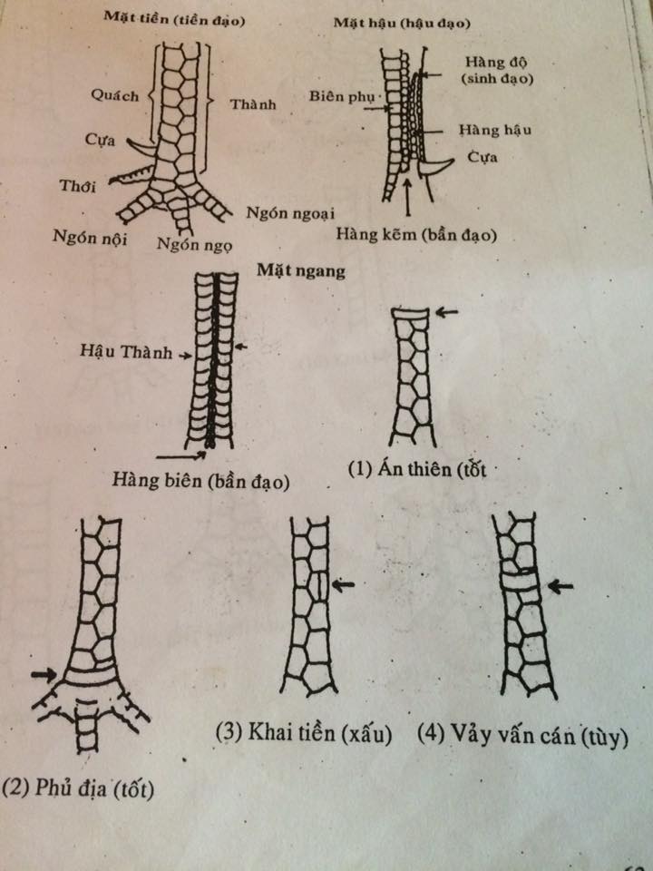 xem vảy gà chọi