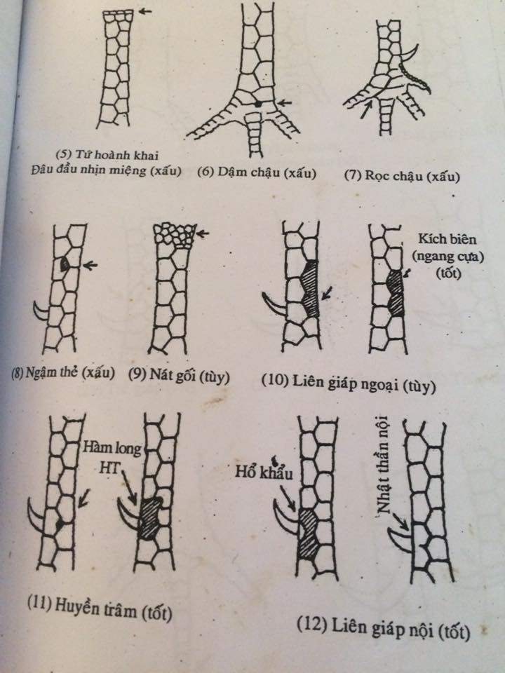  xem vảy gà chọi có hình minh họa