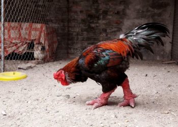 gà đông tảo giống