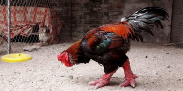 gà đông tảo giống