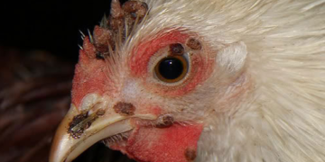 bệnh đậu mắt ở gà