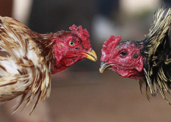 gà chọi thổ hà