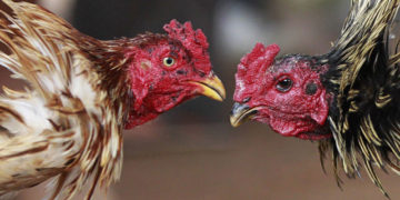 gà chọi thổ hà