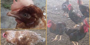 bệnh nhiễm trùng máu ở gà