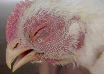 biểu hiện bệnh tụ huyết trùng ở gà