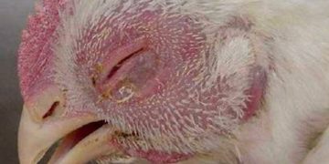 biểu hiện bệnh tụ huyết trùng ở gà