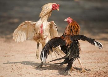 cách xem lối đá của gà