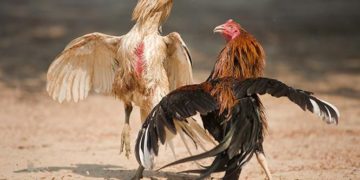 cách xem lối đá của gà