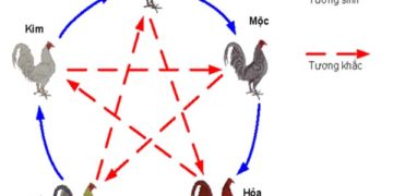 cách xem màu mạng gà đá