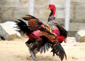 đá gà Bình Định