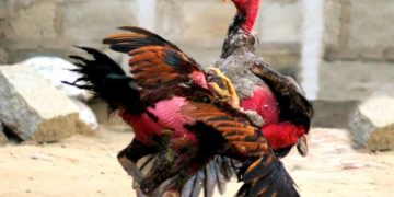 đá gà Bình Định