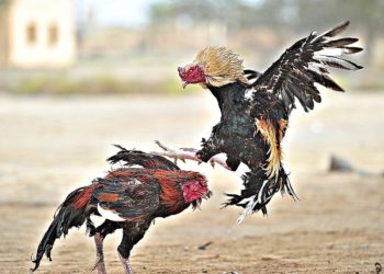 cách chọn gà chọi đòn hay