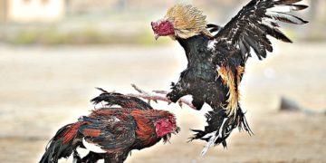 cách chọn gà chọi đòn hay